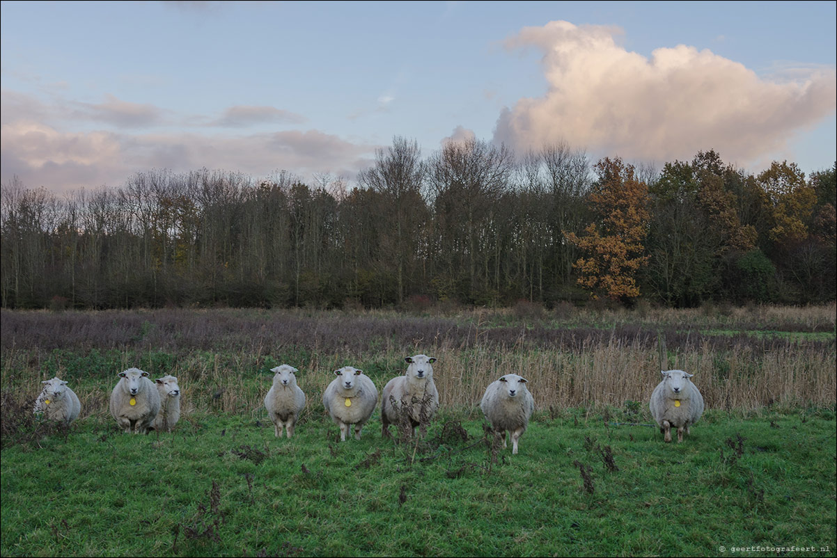 schapen Kromslootpark