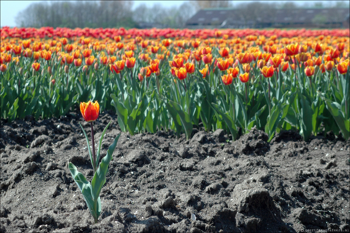 Tulpen in Almere
