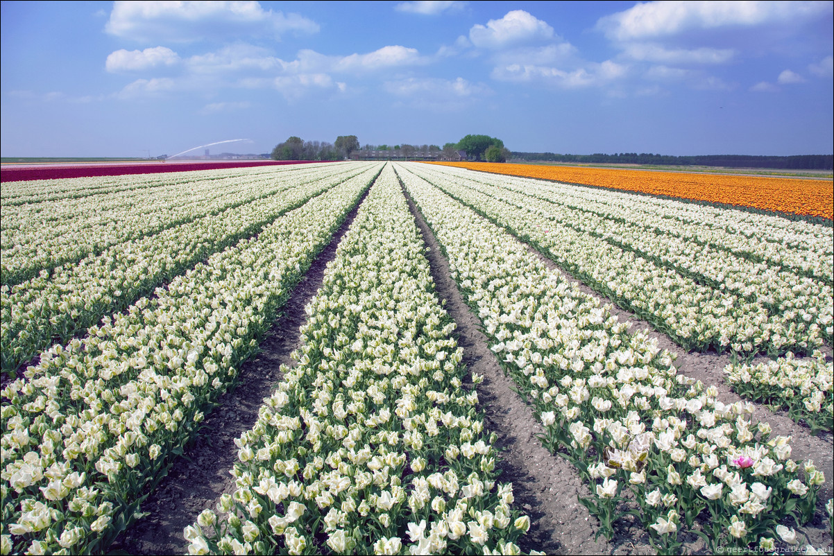 Tulpen Almere