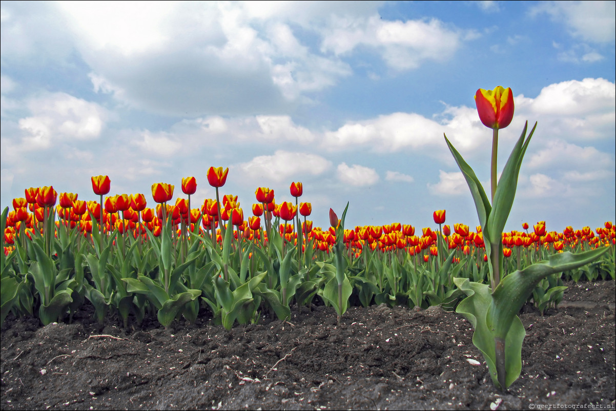 Tulpen Almere