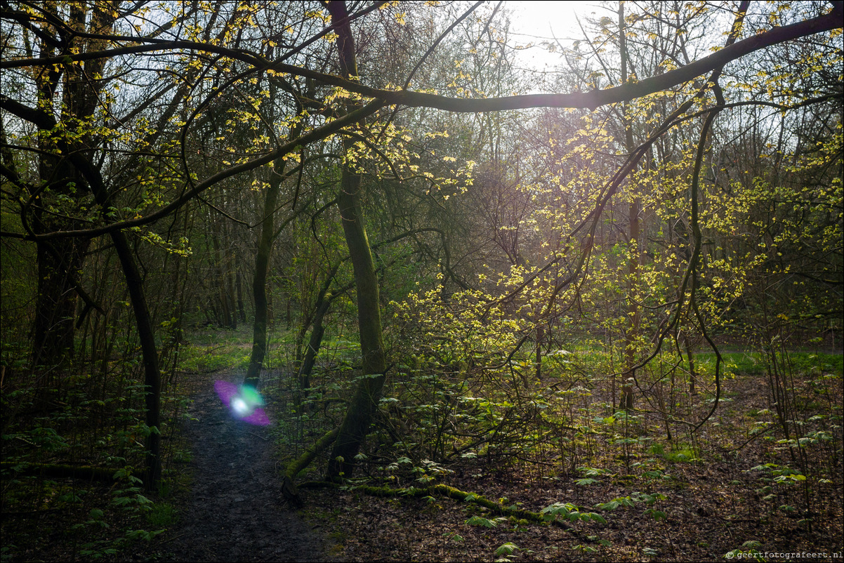 Bussumerheide en de Westerheide