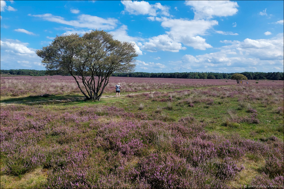 Bussumerheide en de Westerheide