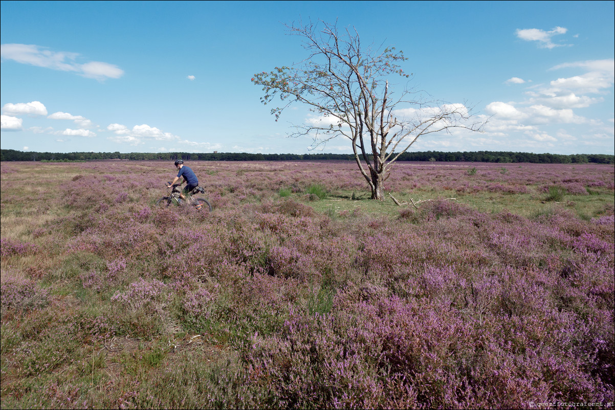 Bussumerheide en de Westerheide