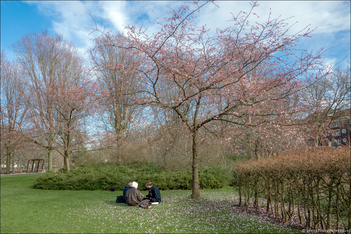 Erasmuspark Amsterdam, lentebloesem