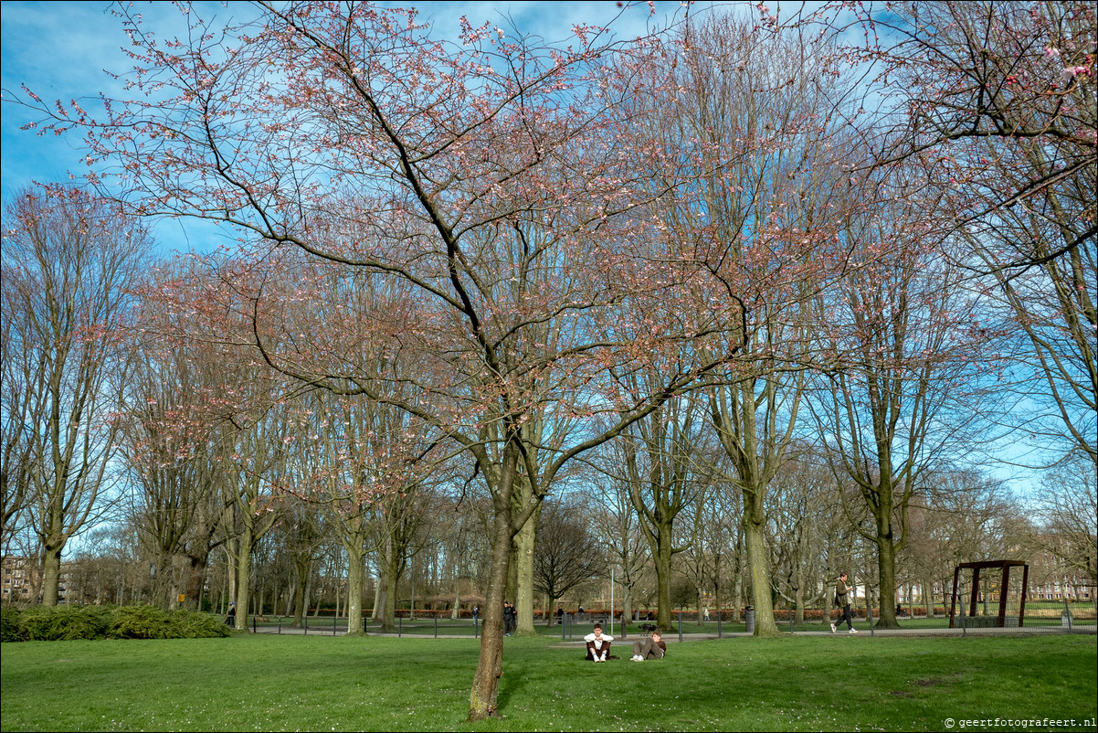 Erasmuspark Amsterdam, lentebloesem