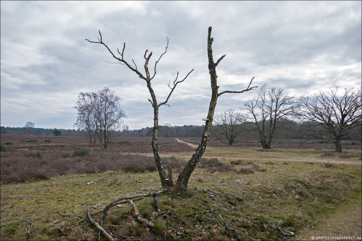 Westerheide nabij Laren