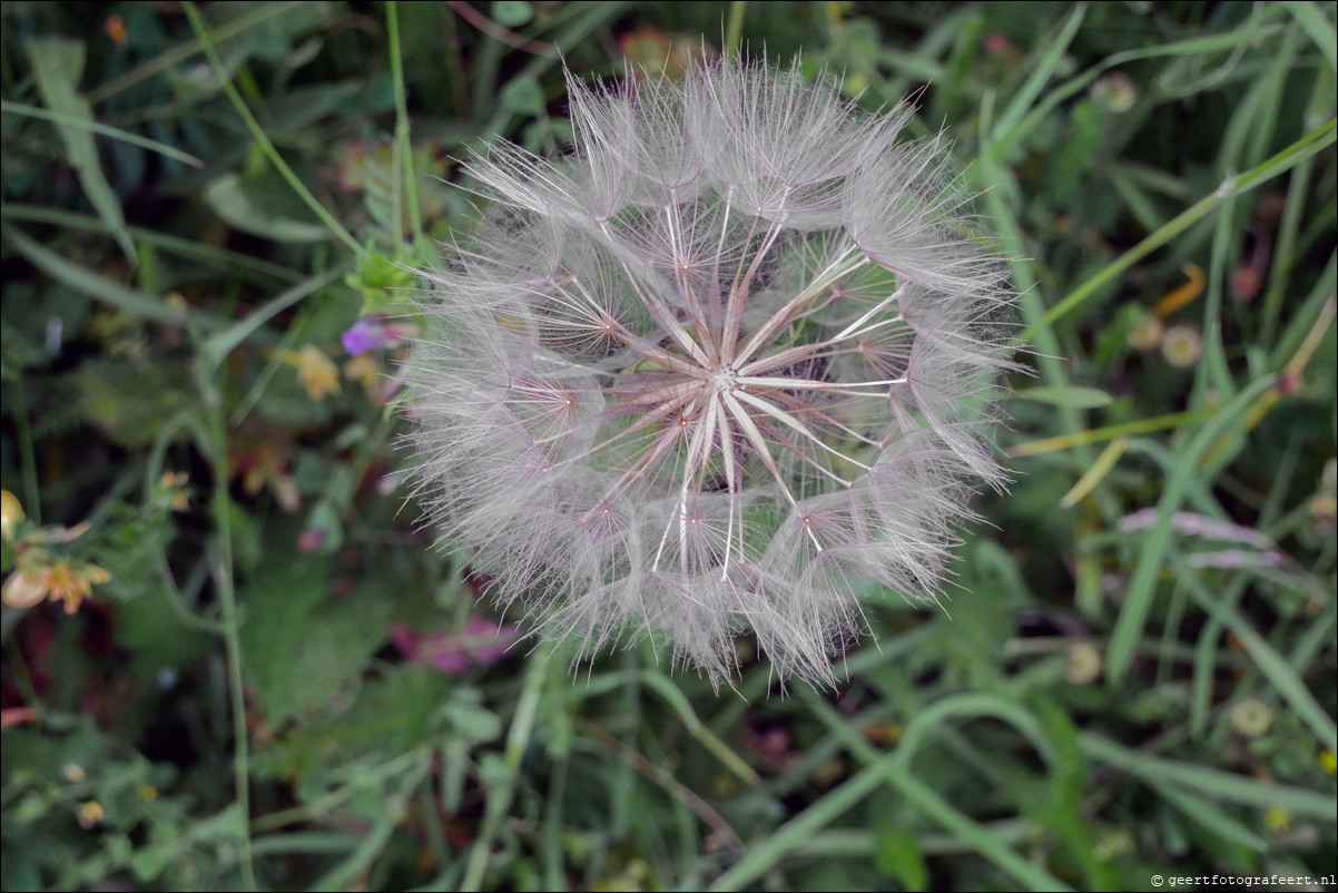 paardebloem pluis