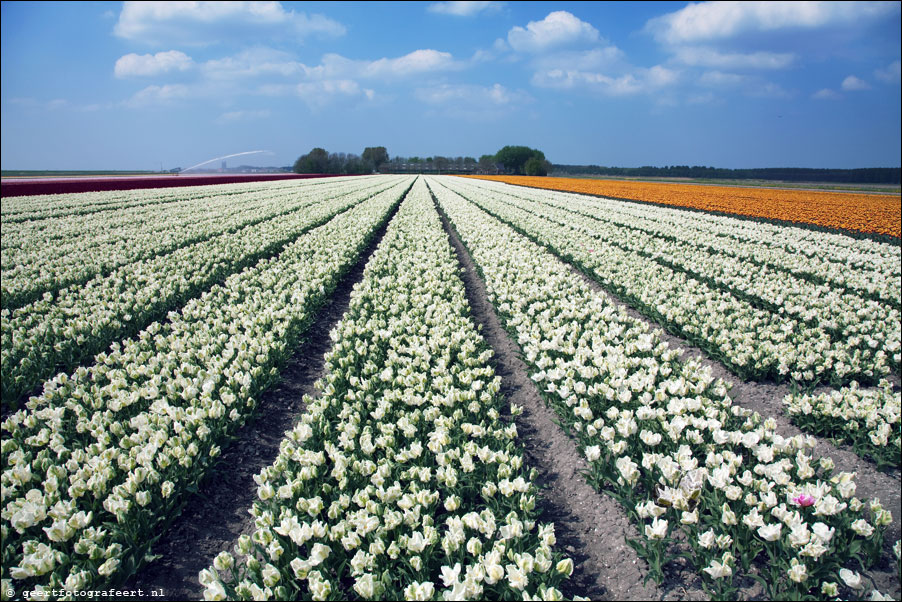 almere tulips