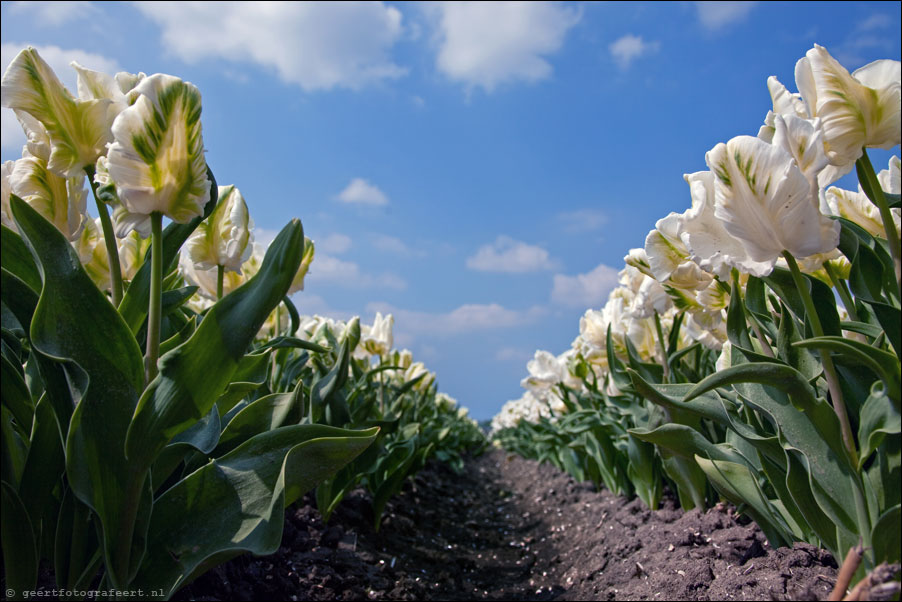 almere tulips