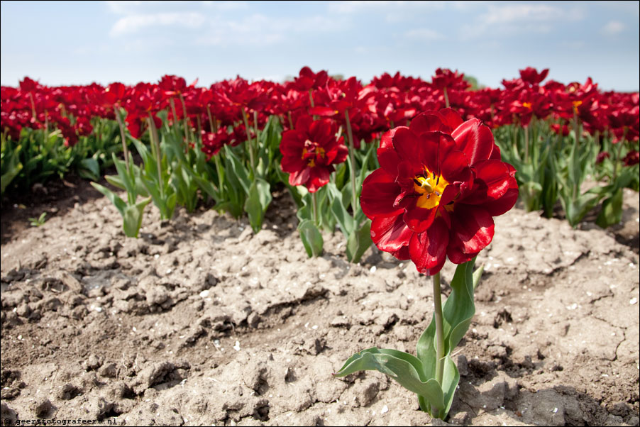 almere tulips