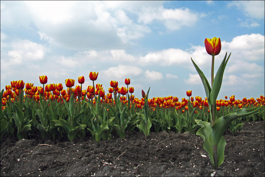 almere tulips