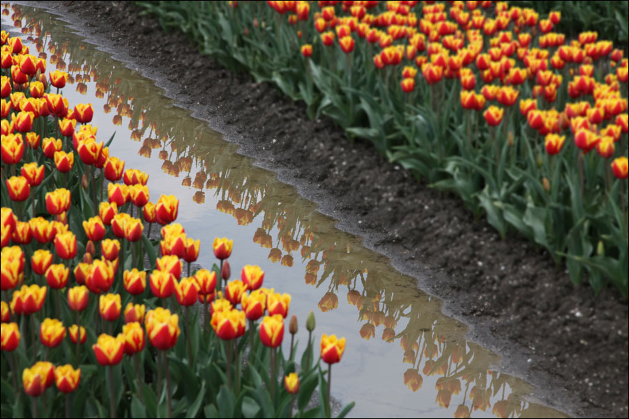 almere tulips