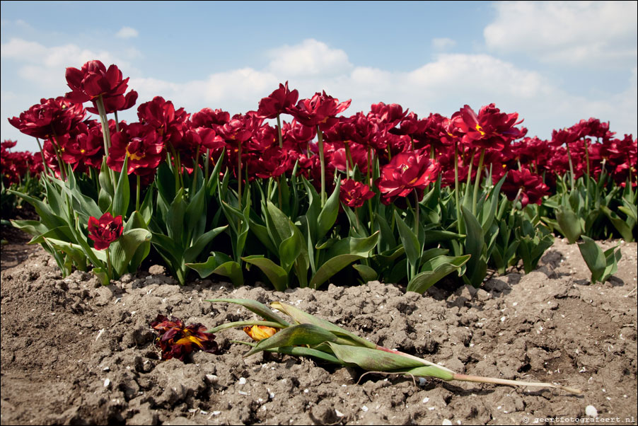 almere tulips