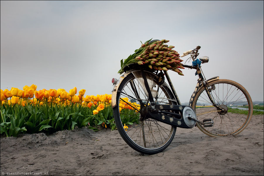 tulips