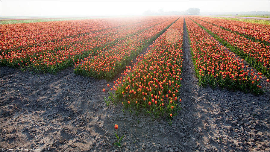 march of the tulips