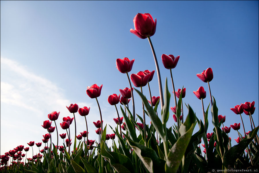 march of the tulips