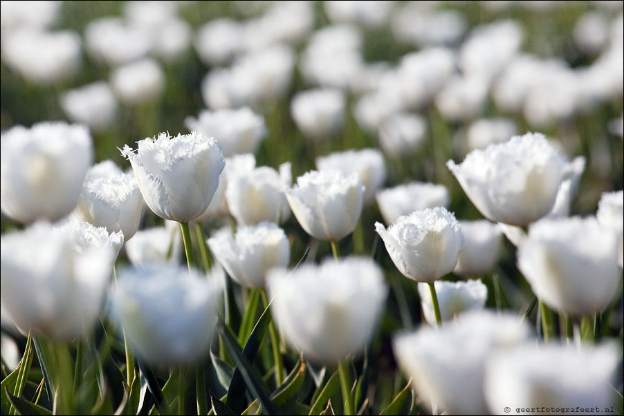 march of the tulips