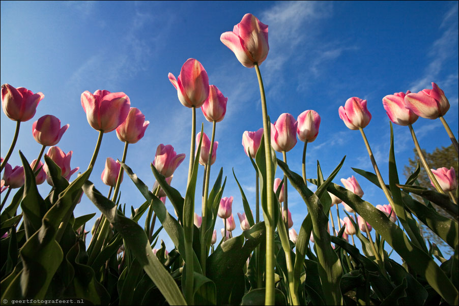 march of the tulips