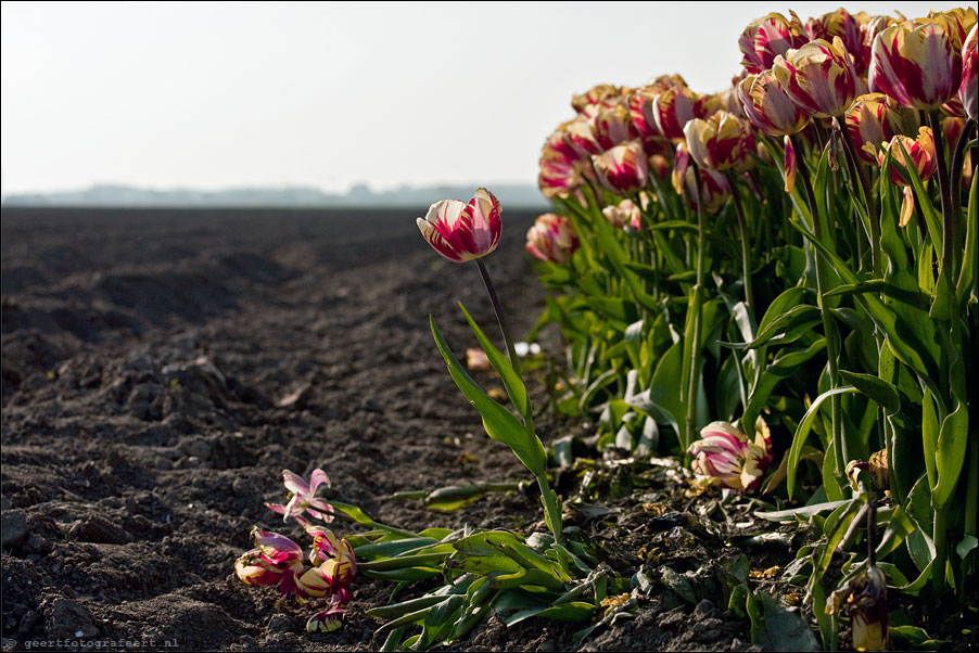 march of the tulips