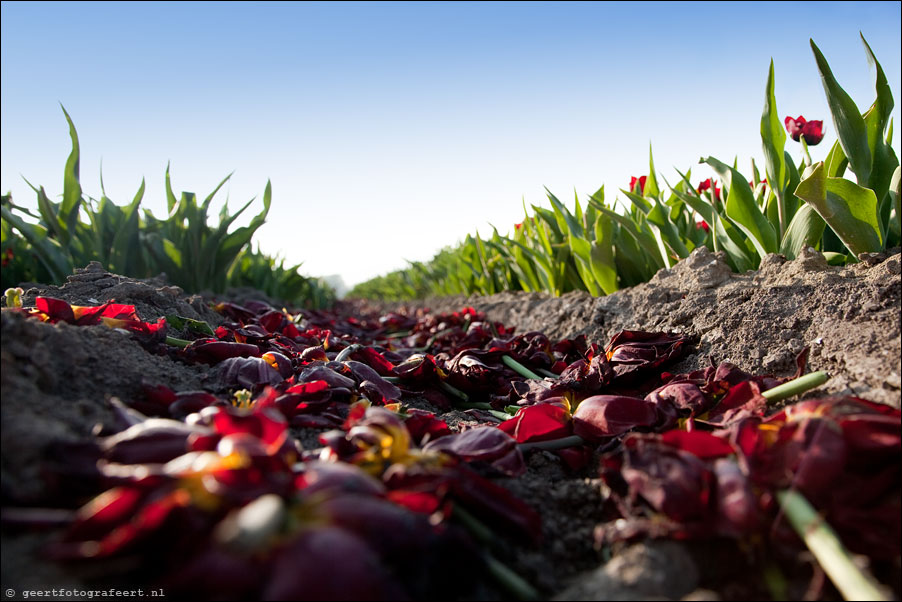 march of the tulips