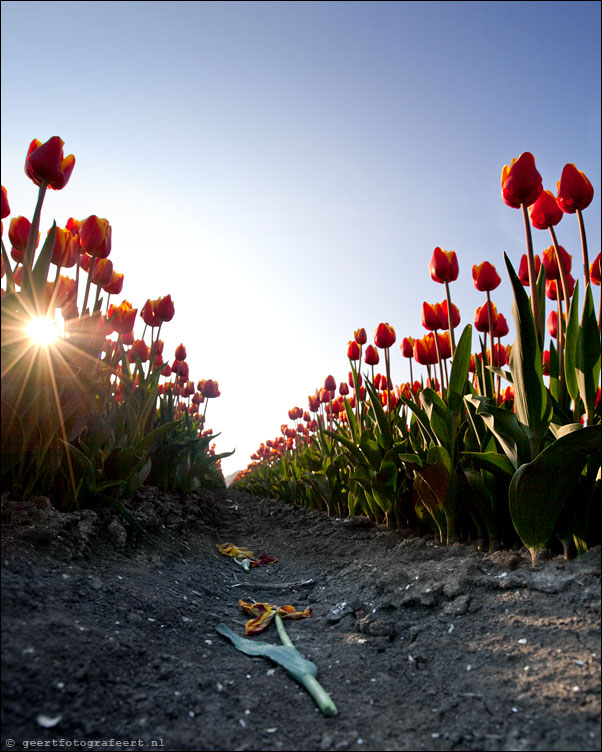 march of the tulips