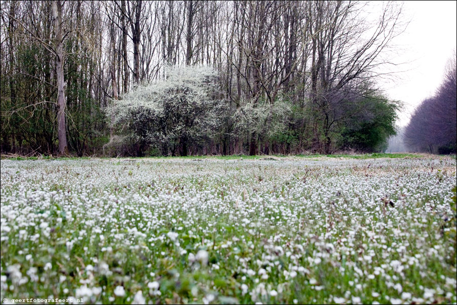 witte lente