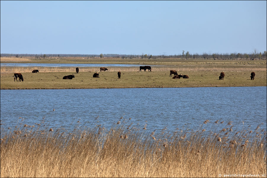 Oostvaardersplassen