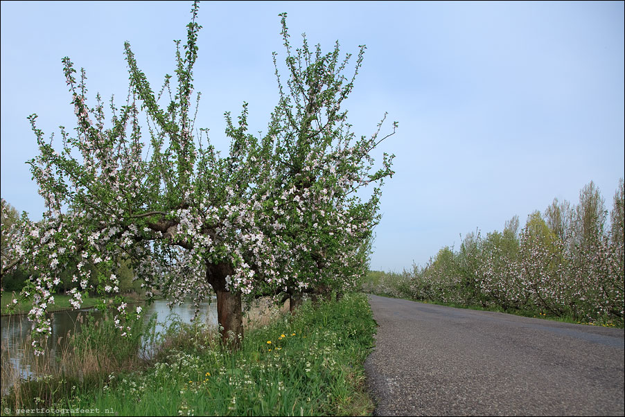 appeldijk