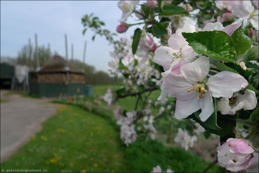 appeldijk, mariënwaerdt