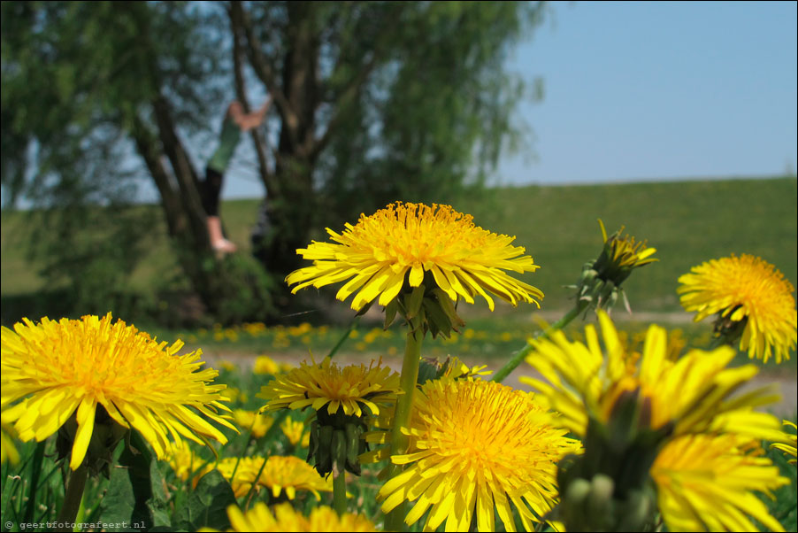 paardebloemen