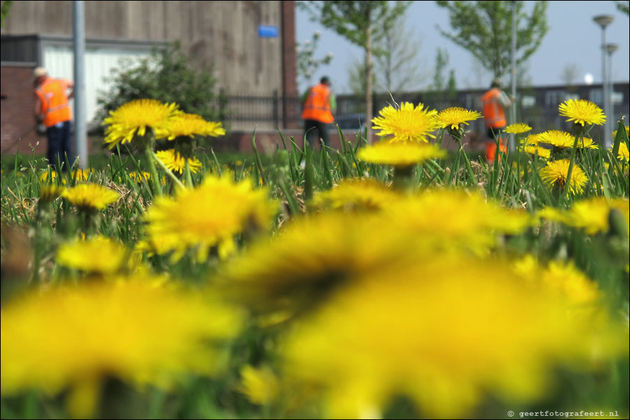 paardebloemen