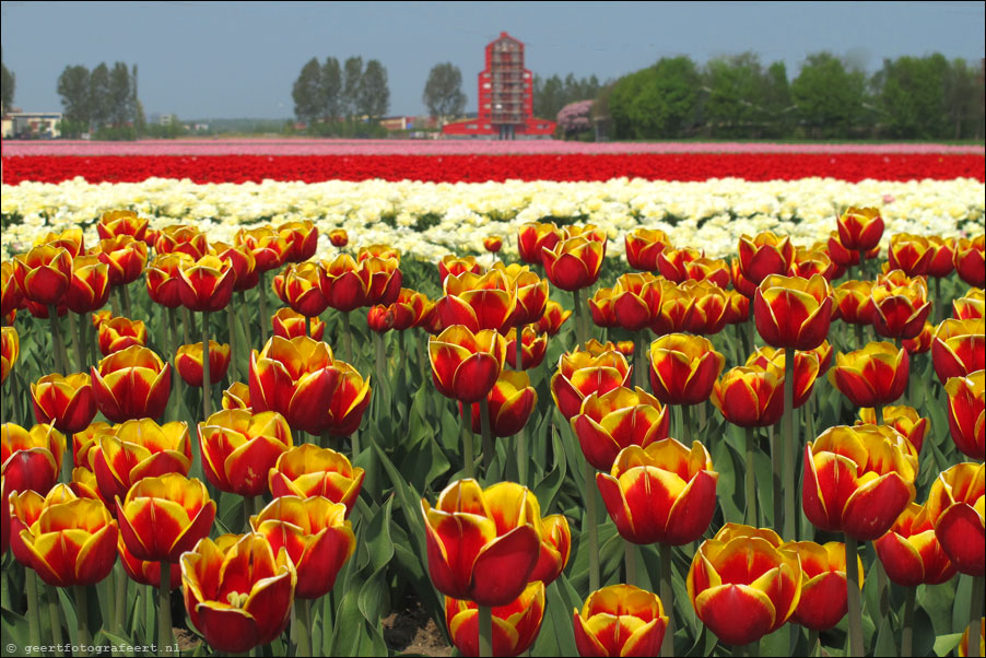 tulpen almere buiten,  tulips, rooie donders