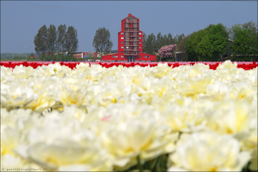 tulpen almere buiten,  tulips, rooie donders