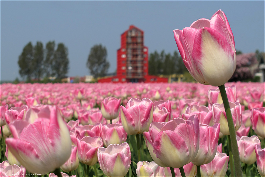 tulpen almere buiten,  tulips, rooie donders