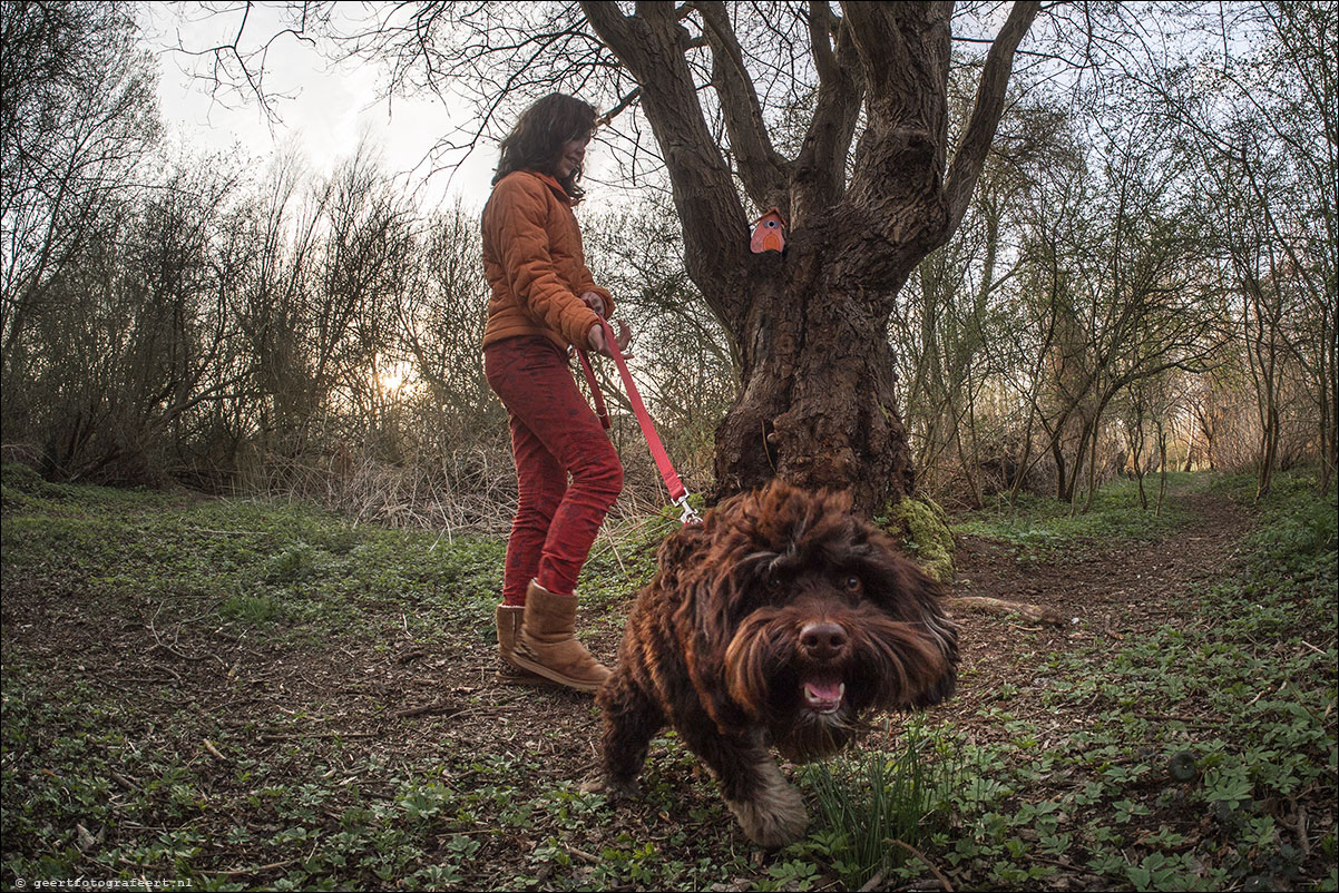 hond voor de koning