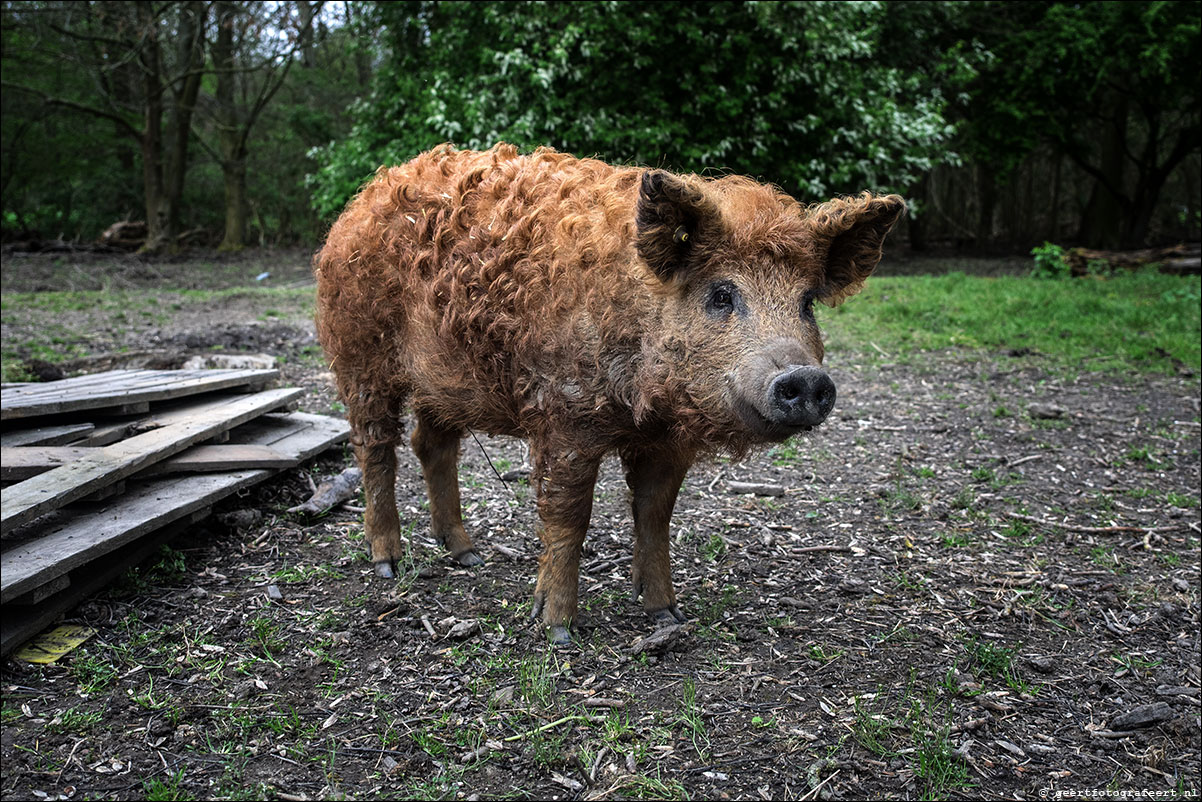 mangalitza varken kromslootpark berenklauw
