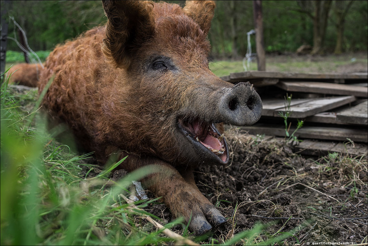 mangalitza varken kromslootpark berenklauw