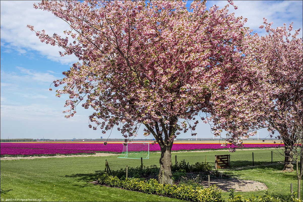 bloembollen, paradijsvogelweg, almere