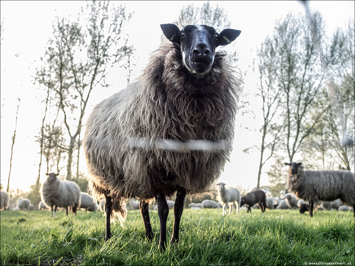 schaapskudde almere