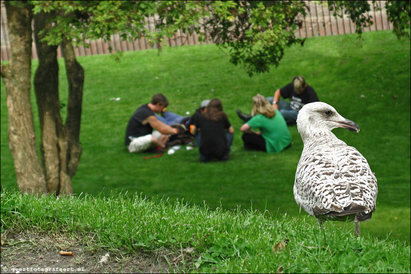 picknick