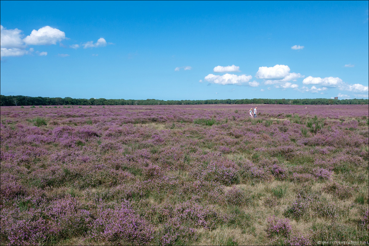 Bussumerheide en de Westerheide