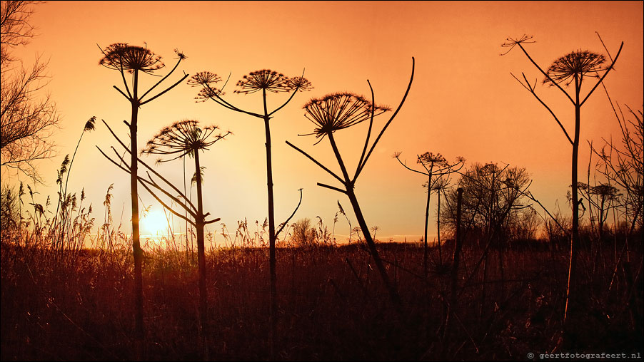 hogweed sunset