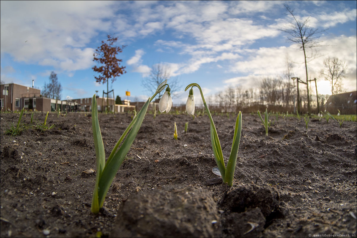 einde boom