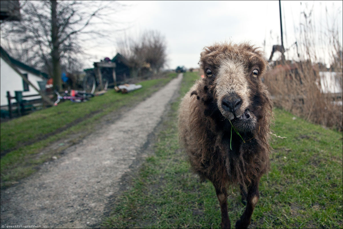 jaar van het schaap