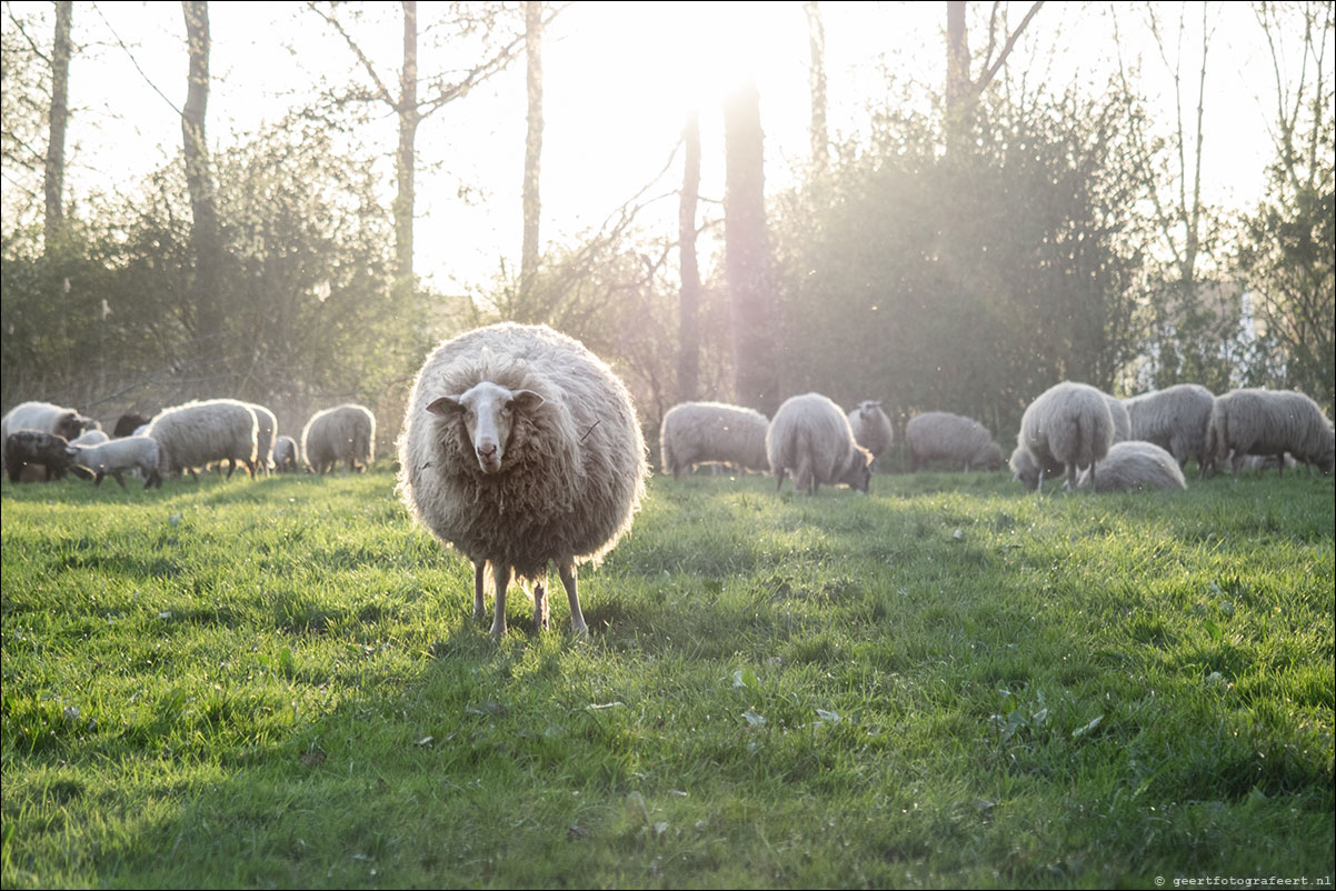 jaar van het schaap