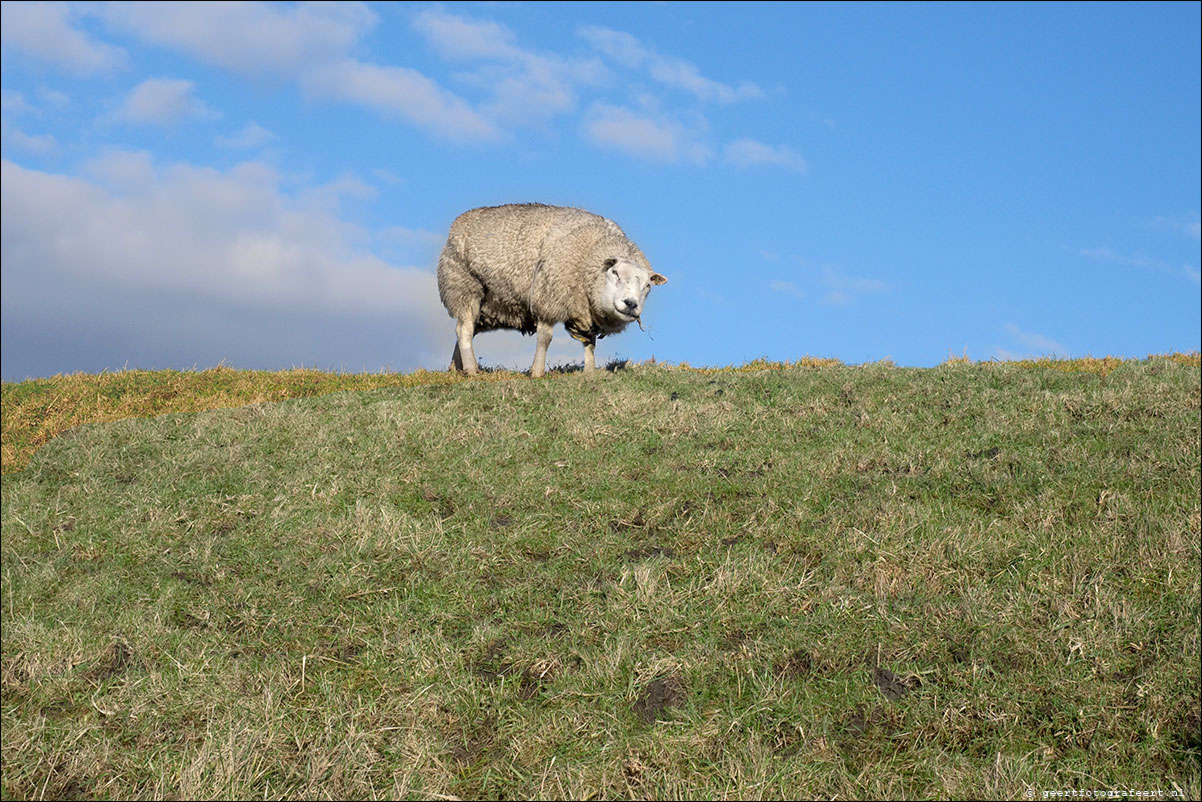 jaar van het schaap