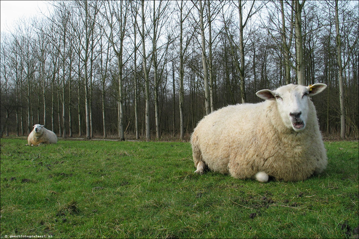 jaar van het schaap