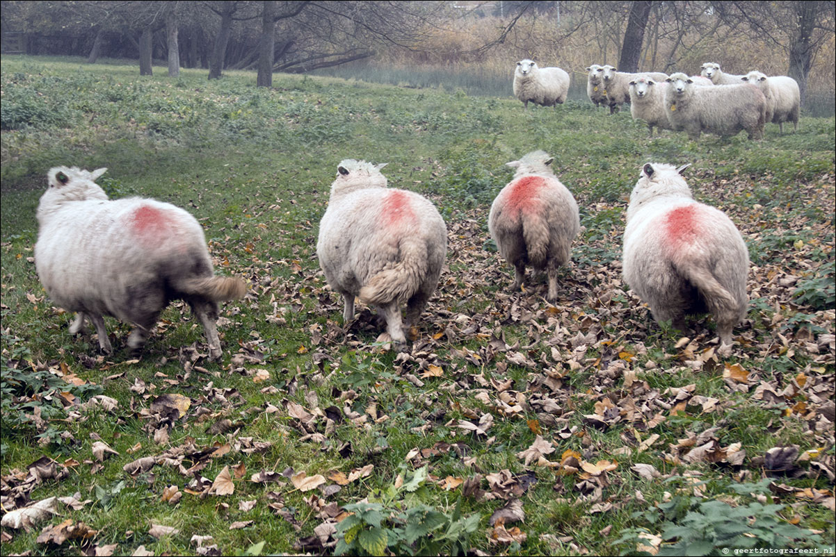 jaar van het schaap