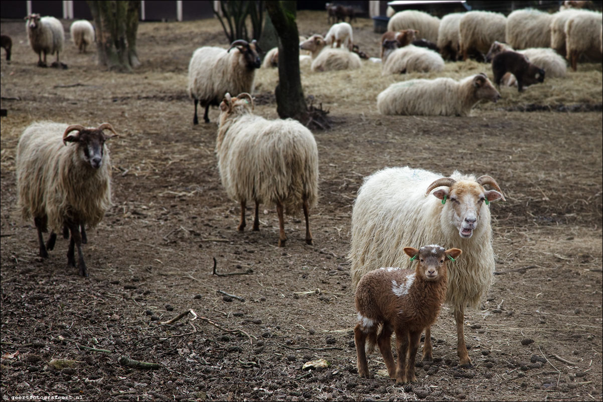 jaar van het schaap