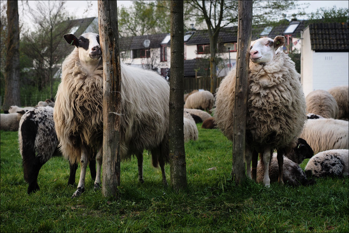 jaar van het schaap